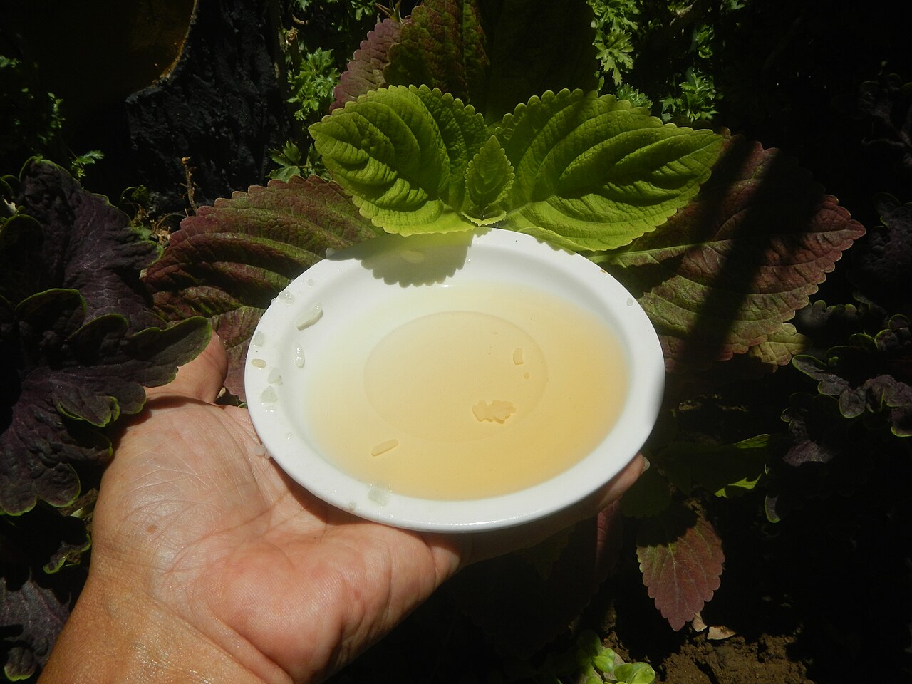 Cider apple