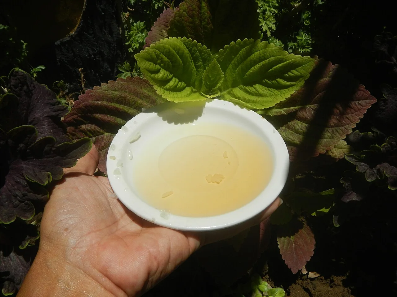 Cider apple