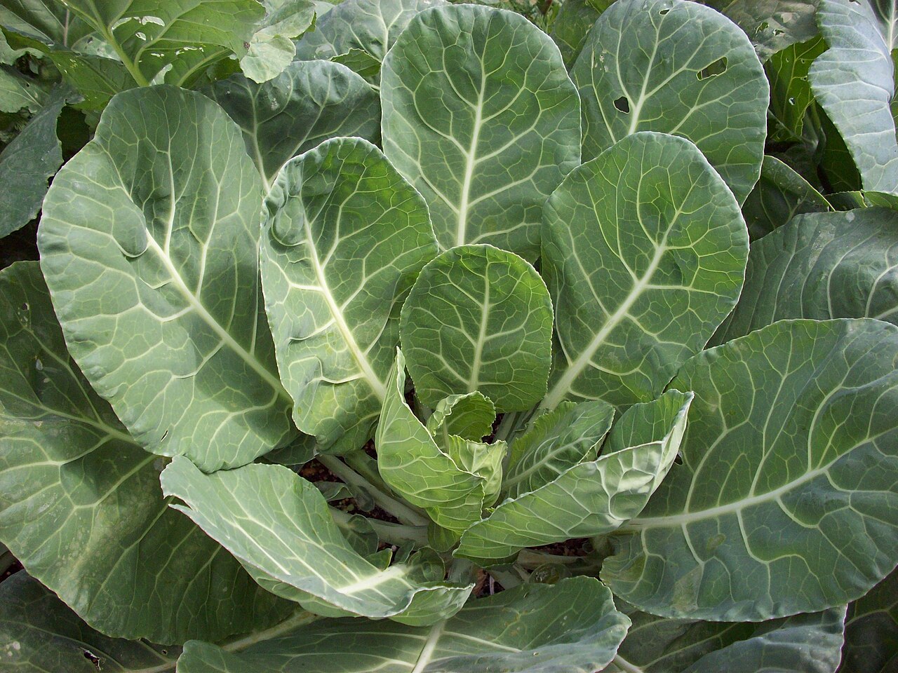 Collard (plant)