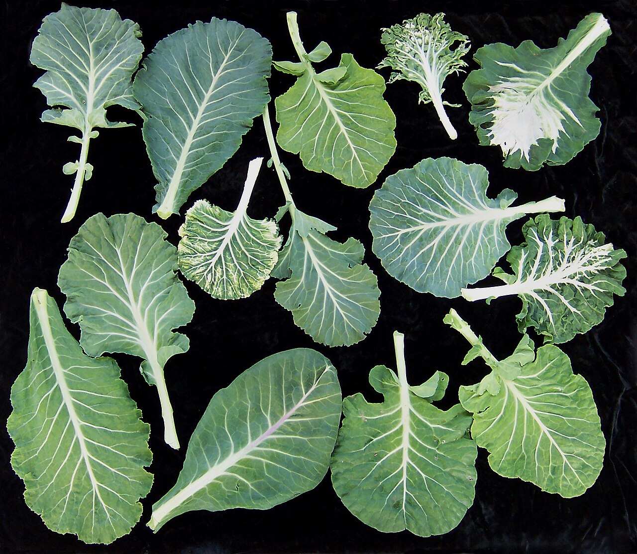 Collard (plant)