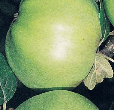 Cooking apple