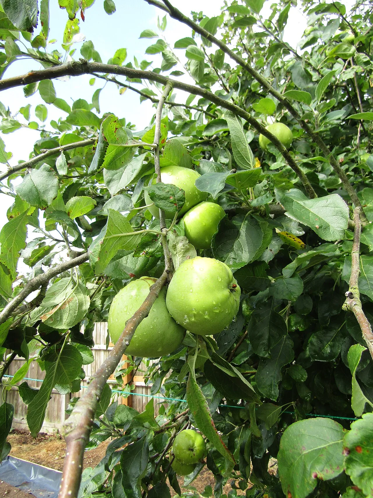Cooking apple