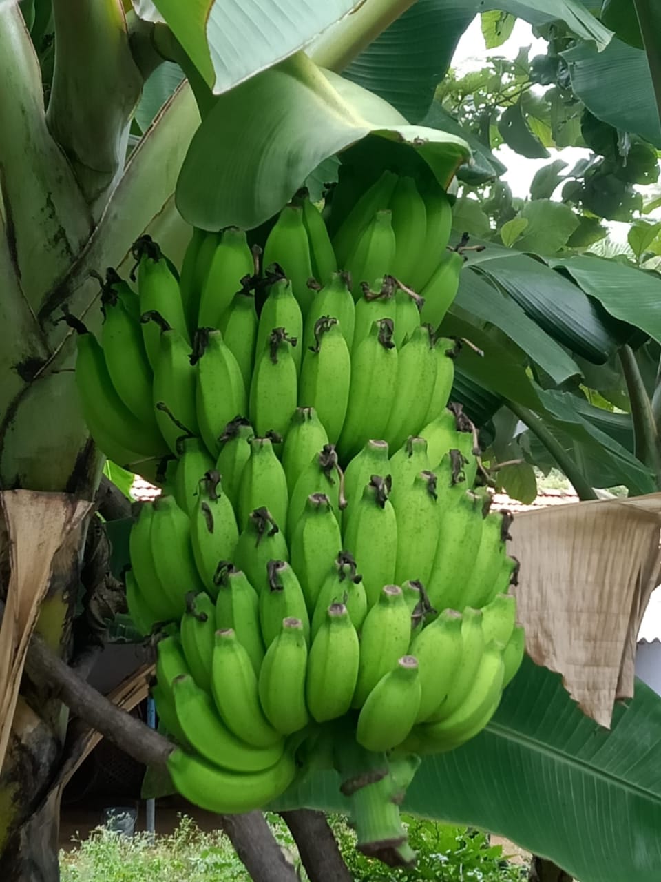 Cooking banana