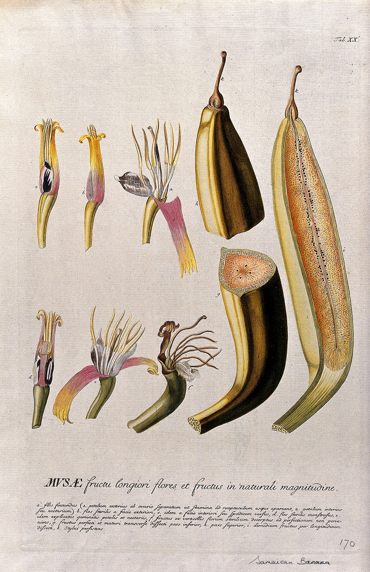 Cooking banana