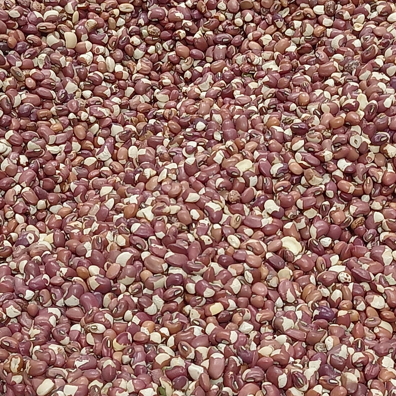 Cowpea