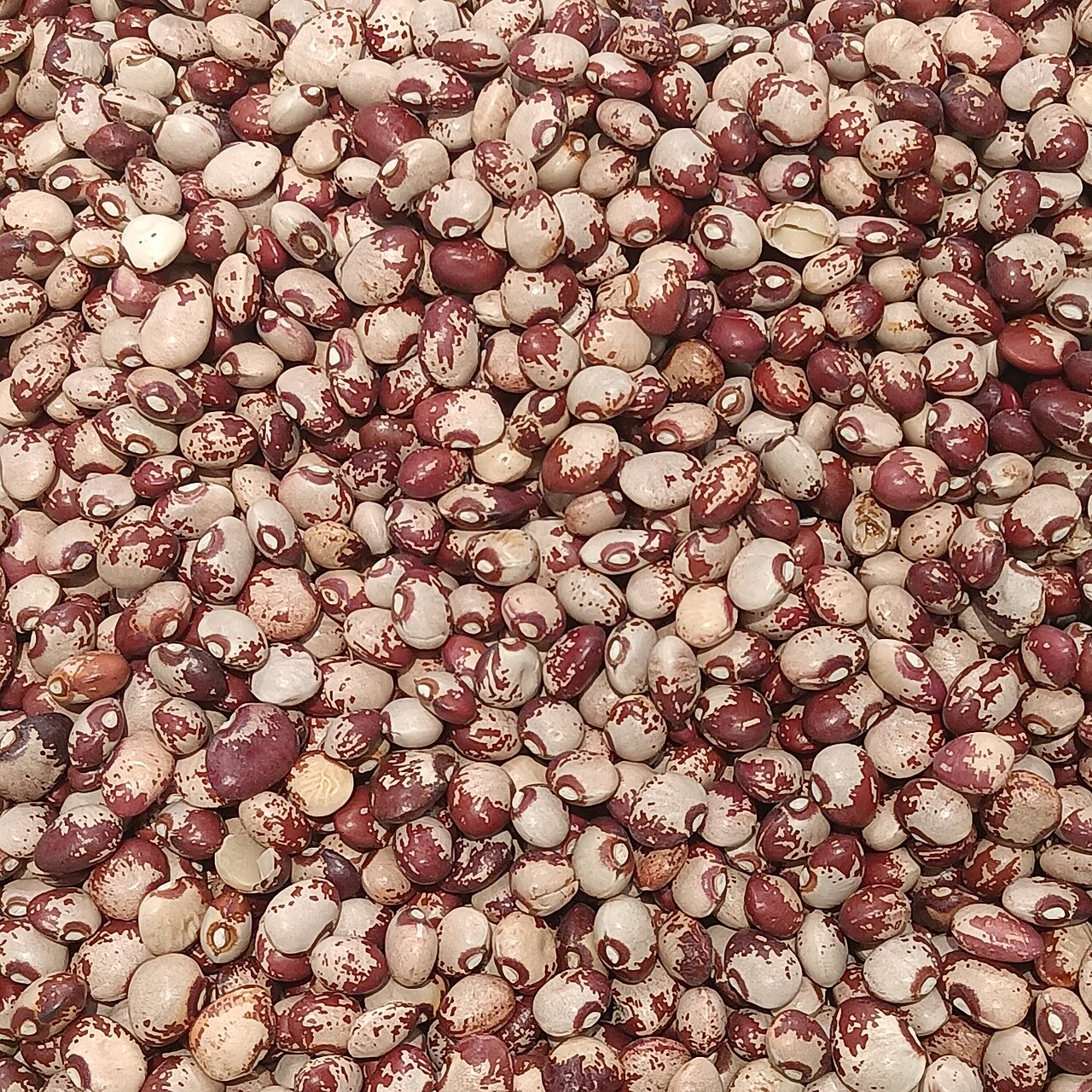 Cowpea