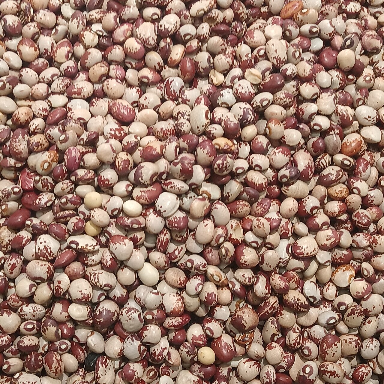 Cowpea
