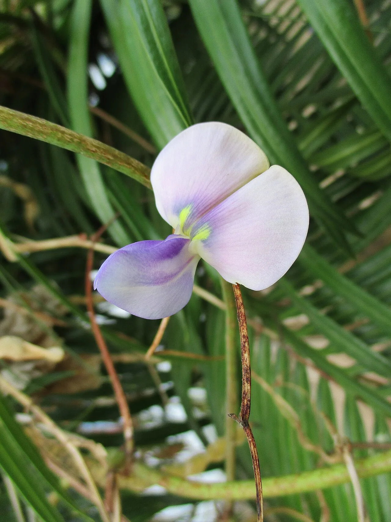 Cowpea