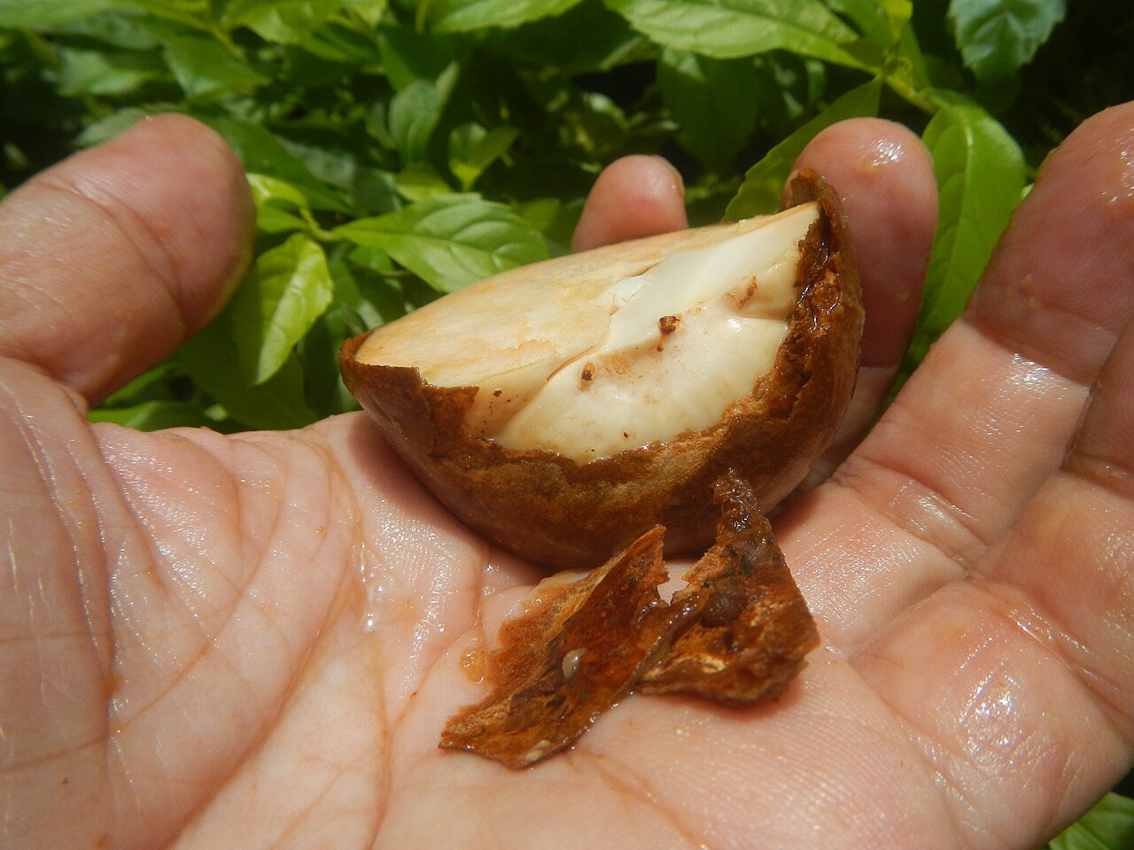 Hass avocado