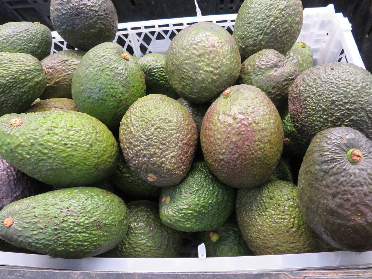 Hass avocado