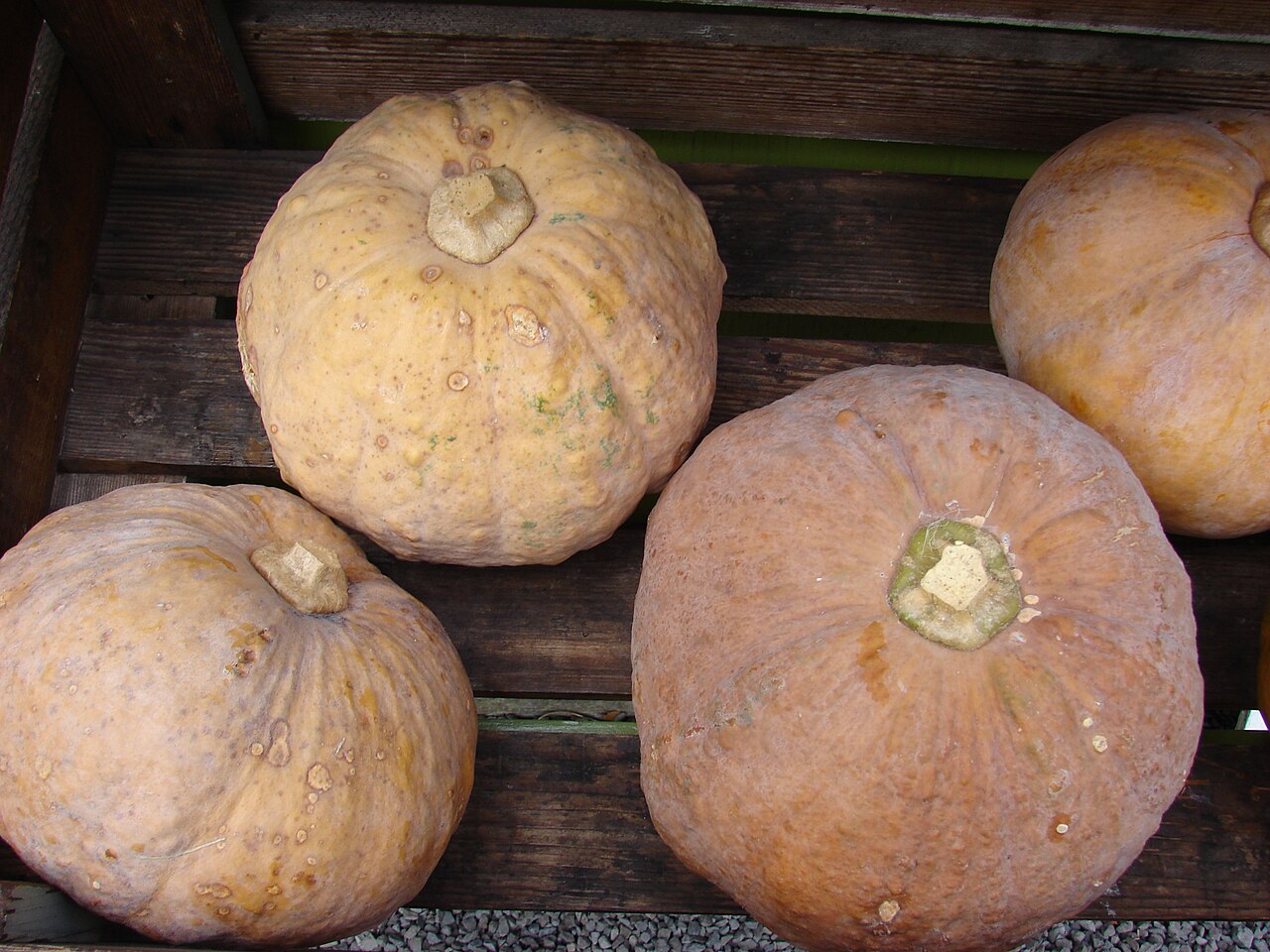 Kabocha